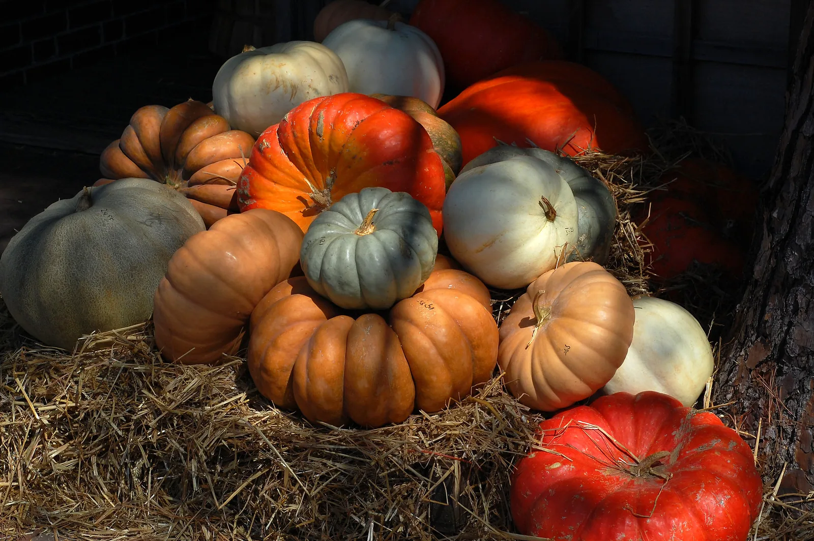 Pumpkins on straw at the Oak Street Garden Shop