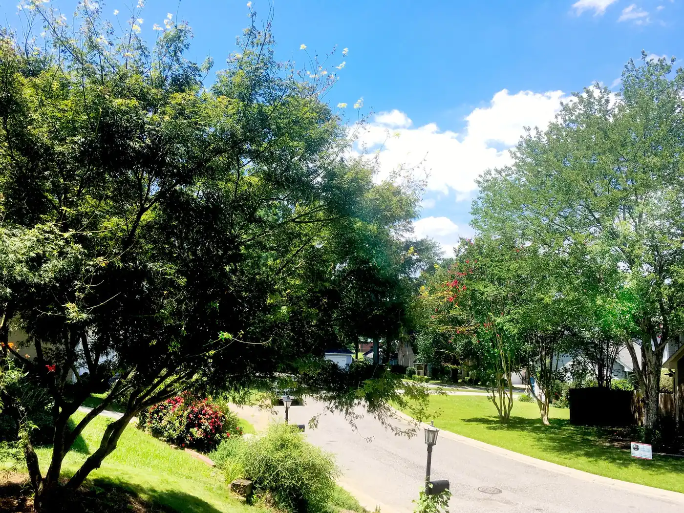 Houses and trees along a residential street in Homewood on a summer day